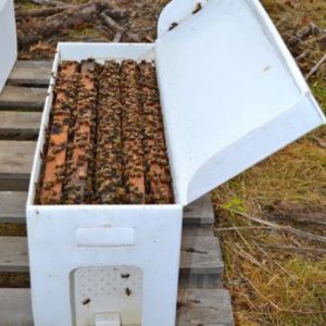 2022 Nucleus Colony (Nuc)